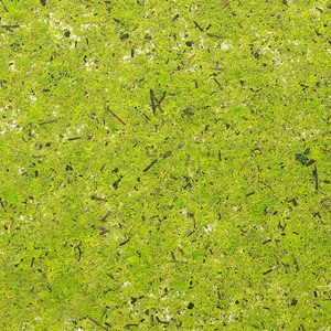 Folia Avery Dennison Organoid Natural Surfaces - Moss Bright Green 136cm
