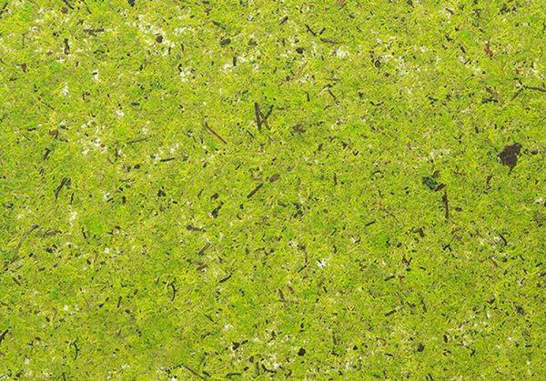 Folia Avery Dennison Organoid Natural Surfaces - Moss Bright Green 136cm
